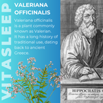 Vitasleep | Valerian Root 2000mg Extract
