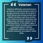 Vitasleep | Valerian Root 2000mg Extract